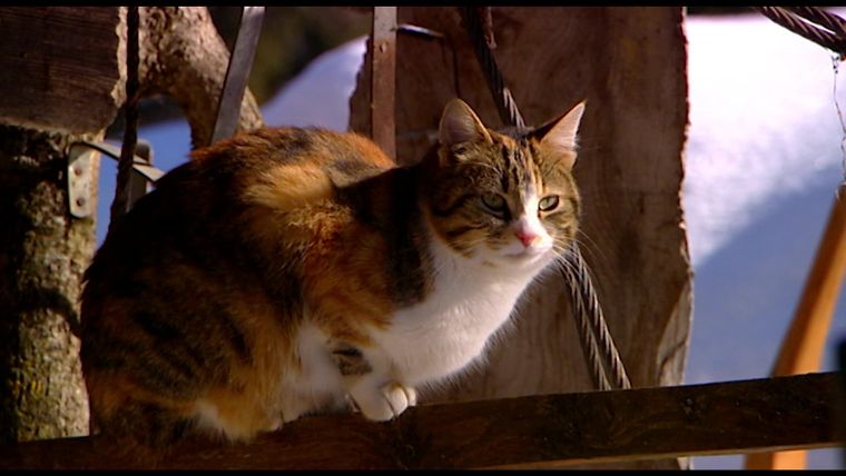 Staffel 04 - Folge 14