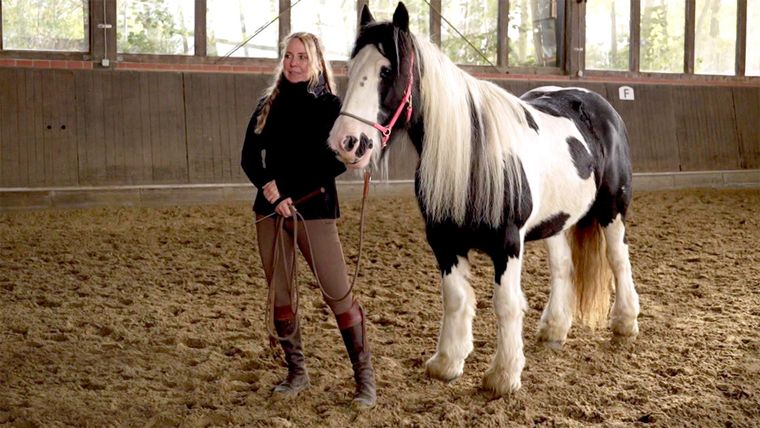 Neue Fälle für die Pferdeprofis