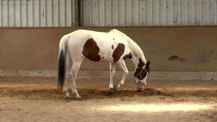Palominowallach "Otto" / Wallach "Sito"