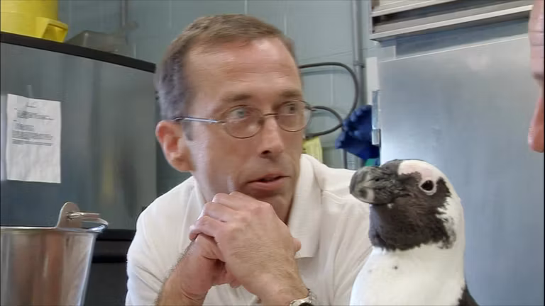 Tief im Pinguindreck