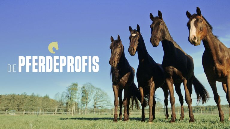 Die Pferdeprofis