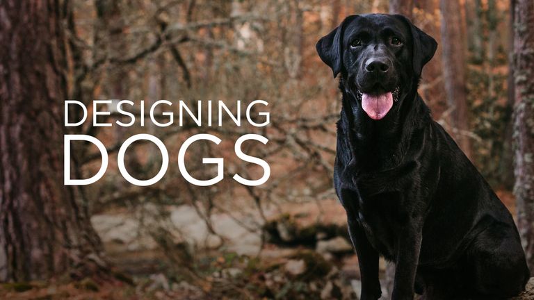 Designing Dogs - Hunde nach Mass