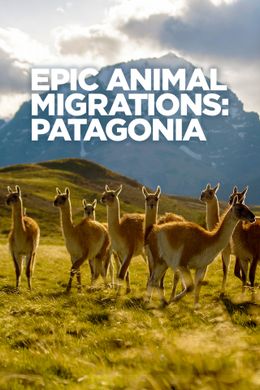 Epic Animal Migrations: Patagonia