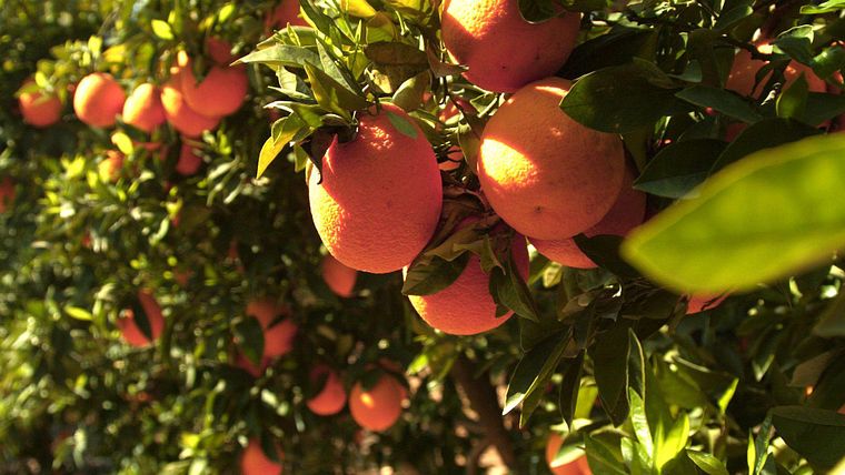 Der Weg der Orange - Logistik einer Superfrucht