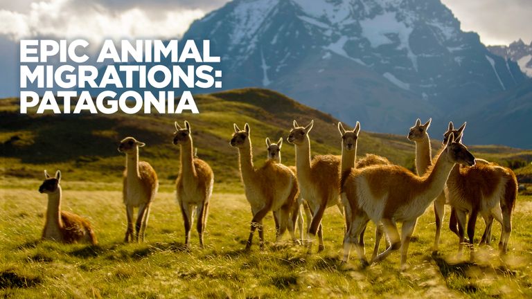 Epic Animal Migrations: Patagonia