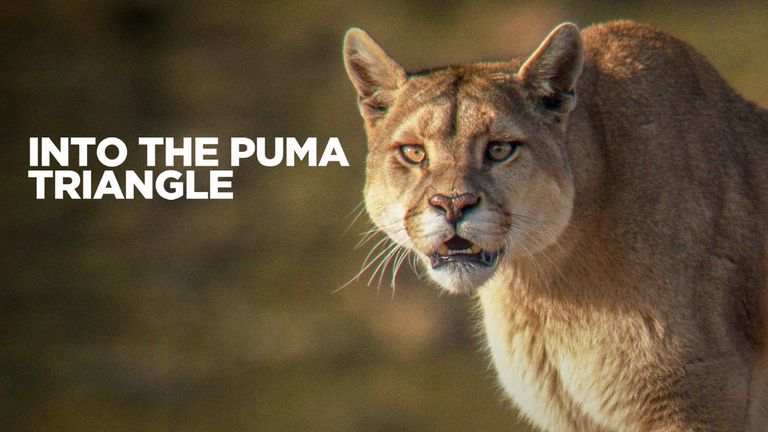 Das Puma-Dreieck