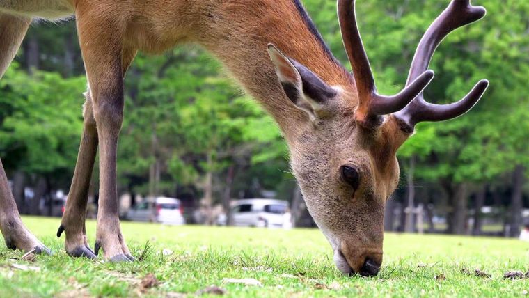 Tiere in der Stadt