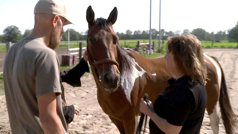 Wenn das Traumpferd zum Alptraum wird