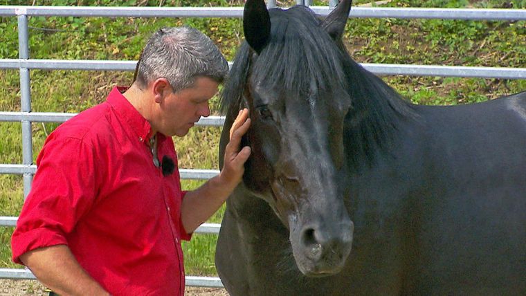 Heute u.a. mit: Warmblutstute "Babsi"