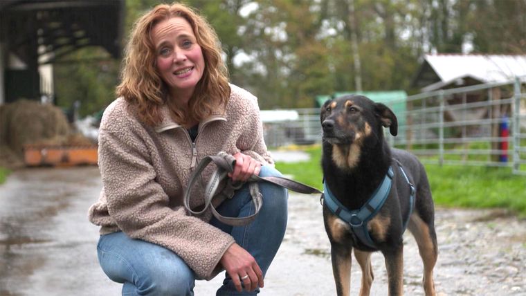 Neuanfang für aggressive Hunde