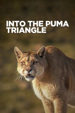 Das Puma-Dreieck