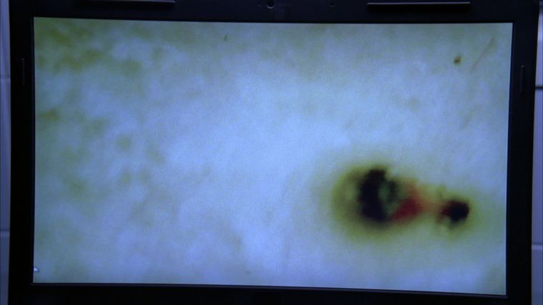 Solange es Haie gibt