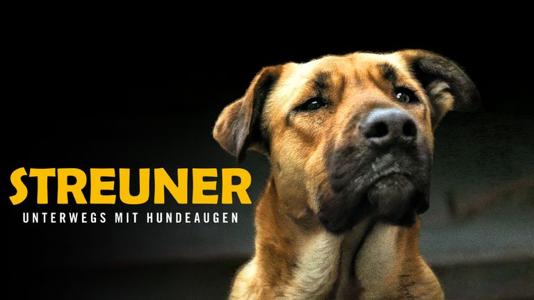Streuner - Unterwegs mit Hundeaugen