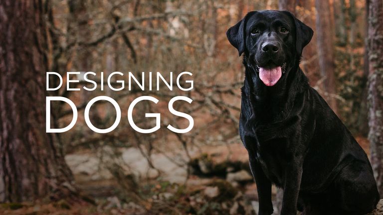 Designing Dogs - Hunde nach Mass