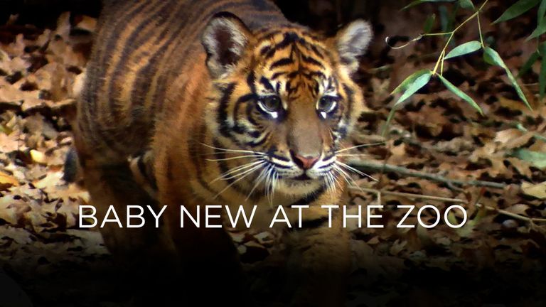 Familienzuwachs im Zoo