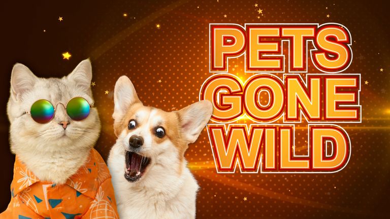 Pets Gone Wild