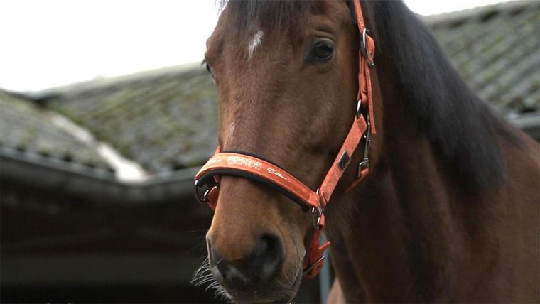 Pferdetrainer im Schafspelz