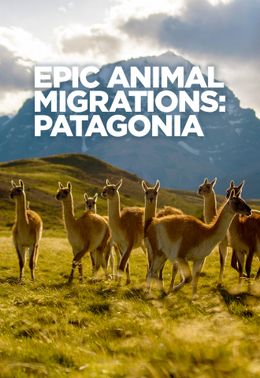 Epic Animal Migrations: Patagonia