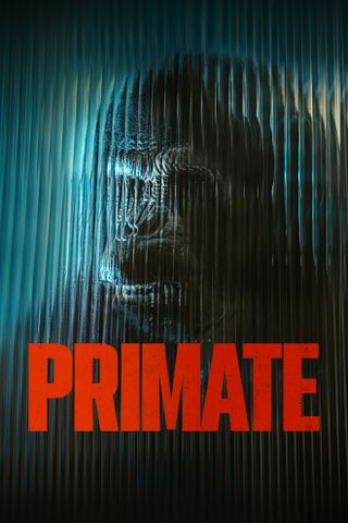 Primate
