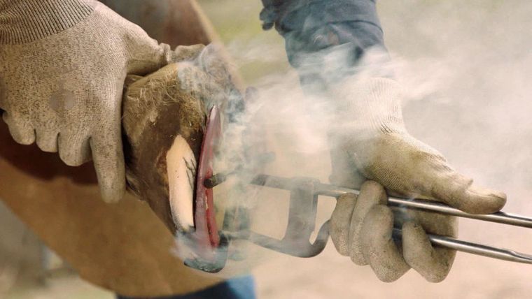Wehe, wenn der Hufschmied kommt!